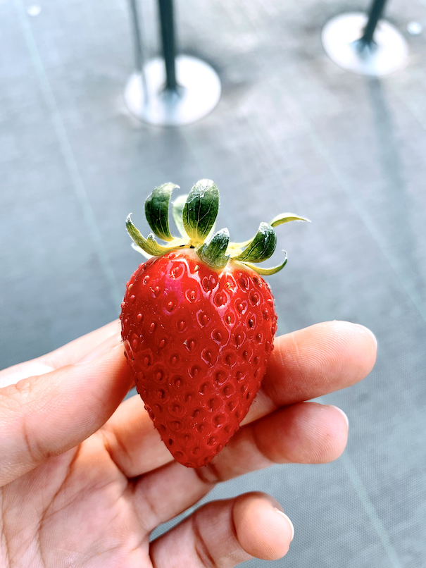 湘南ファーミング -Strawberry-